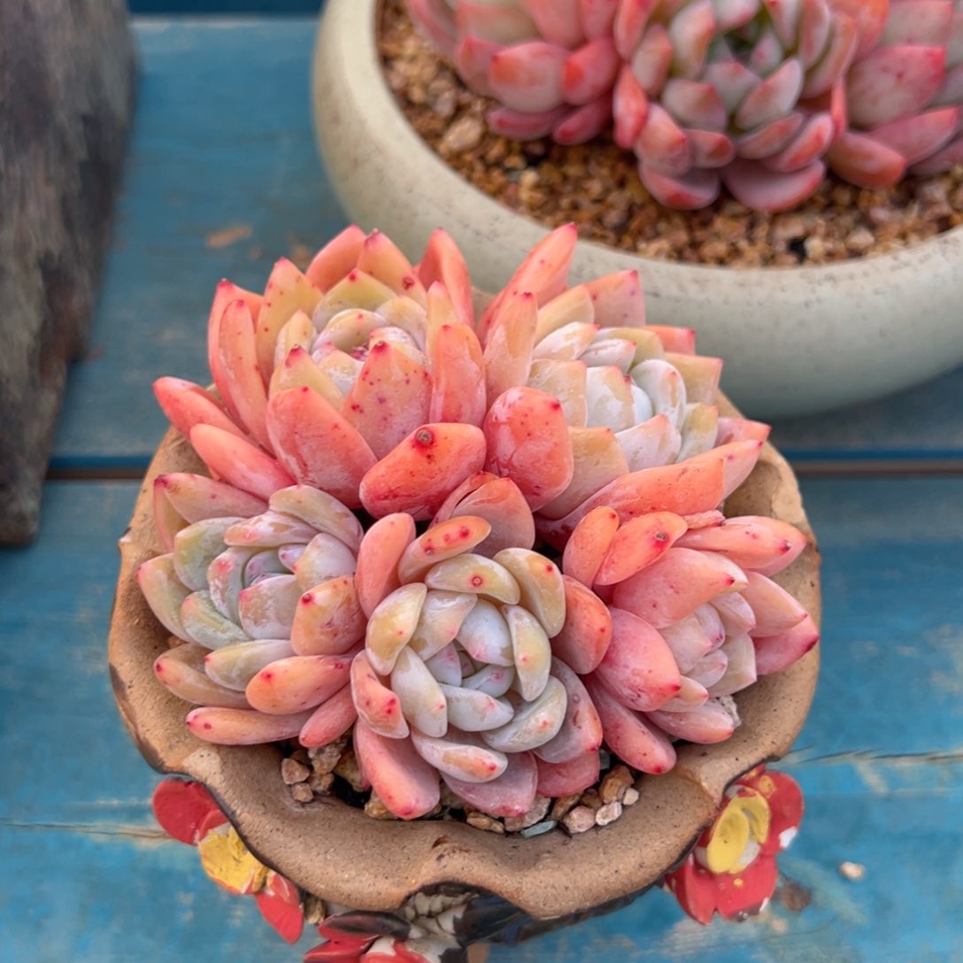 橙 10公分不带盆