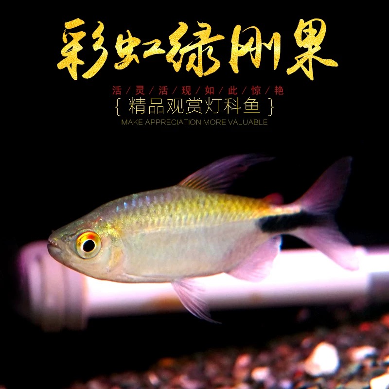 彩虹绿刚果观赏鱼活体刚果美人小型彩虹绿刚果