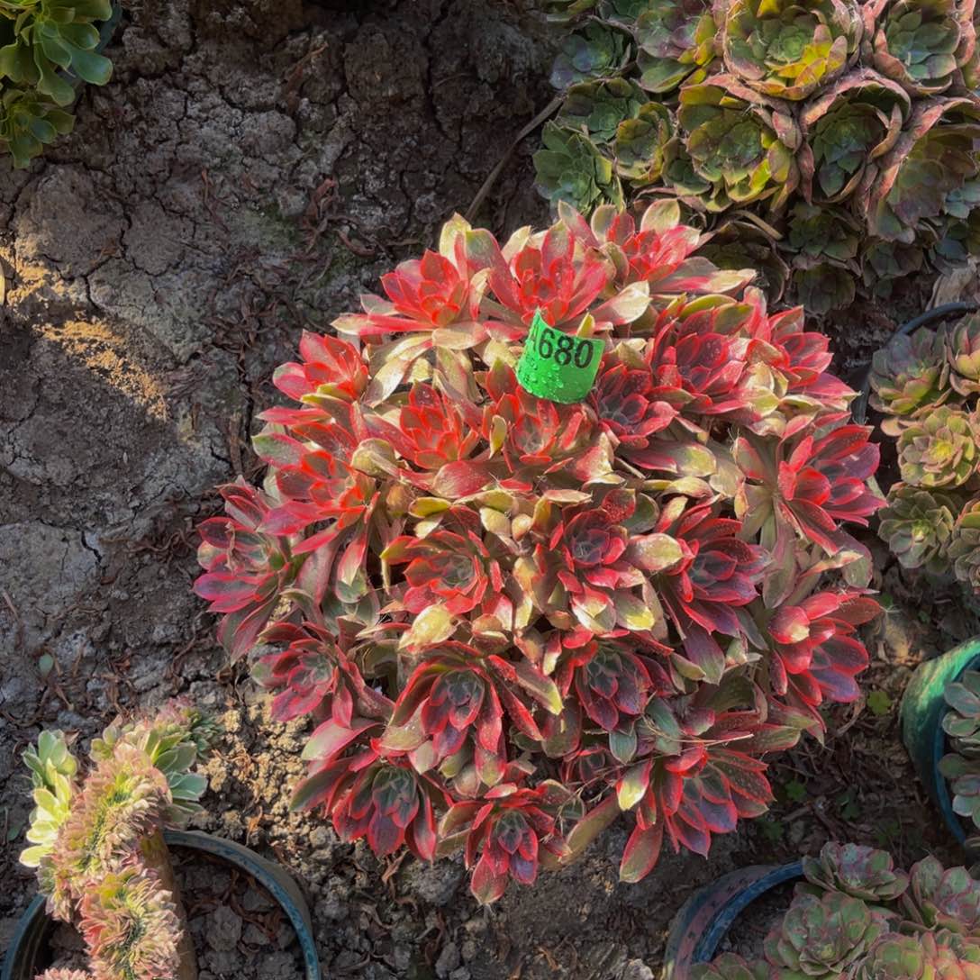 浣纱法师朵朵5-56