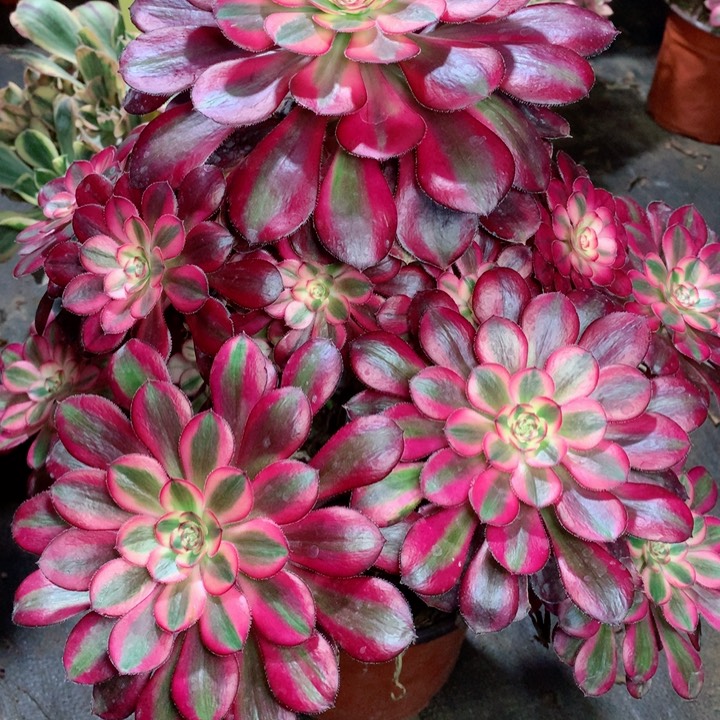 100香奈儿多肉111111