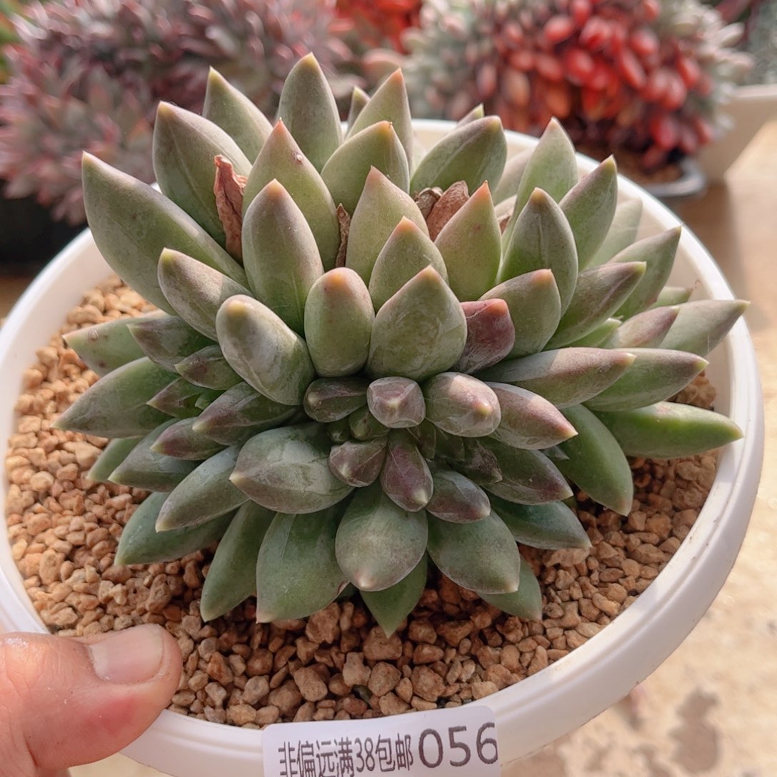 056重楼缀德华多肉