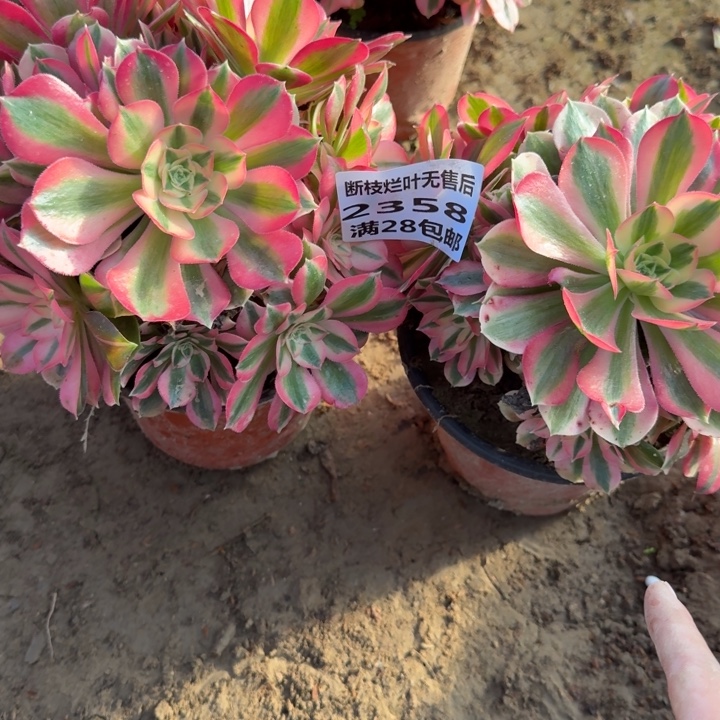 2358二号棚两个女巫