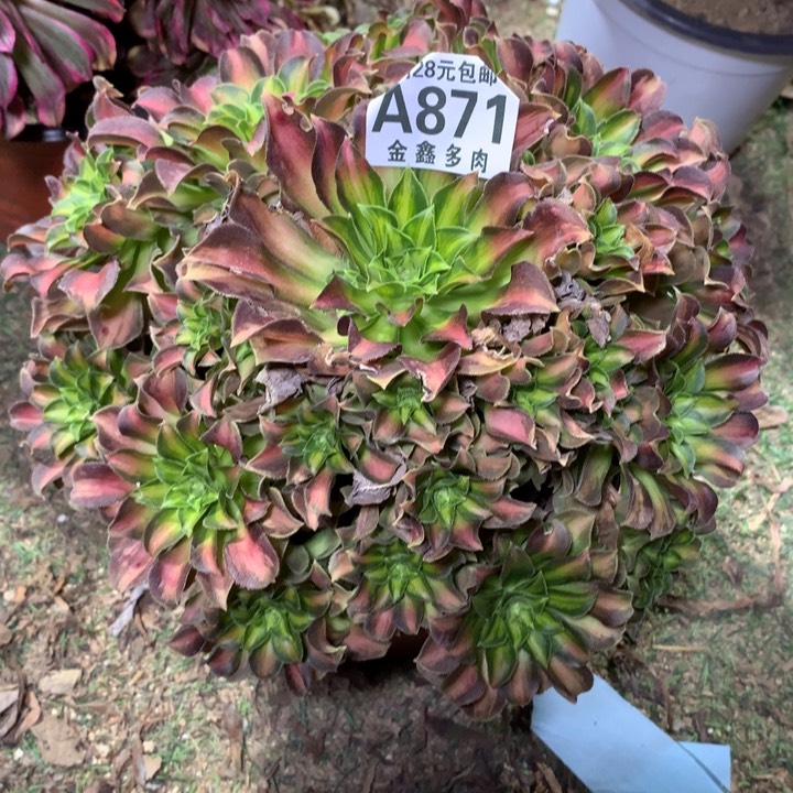 871多肉植物一物一拍