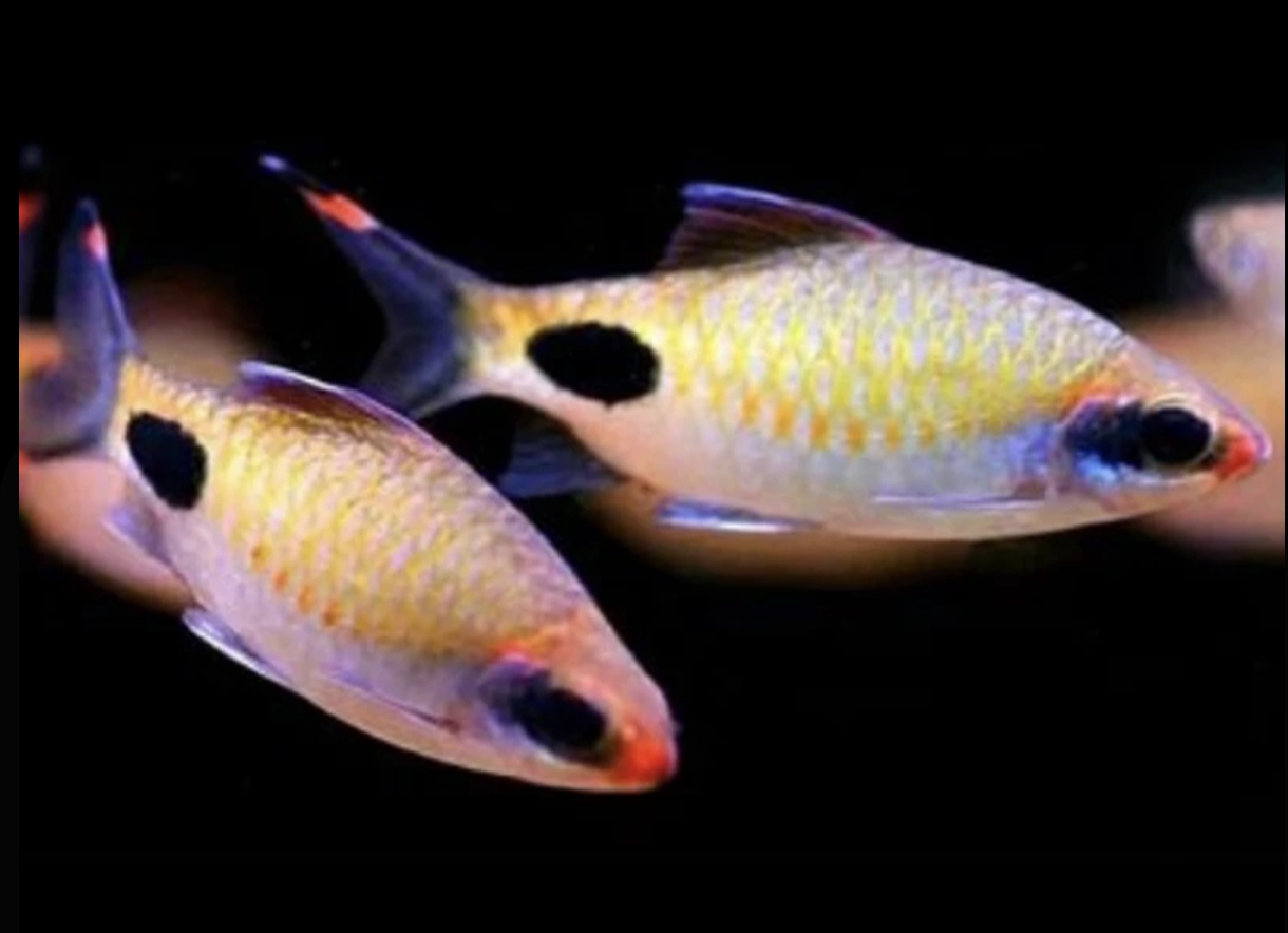 红唇红线黑影道人群游鱼