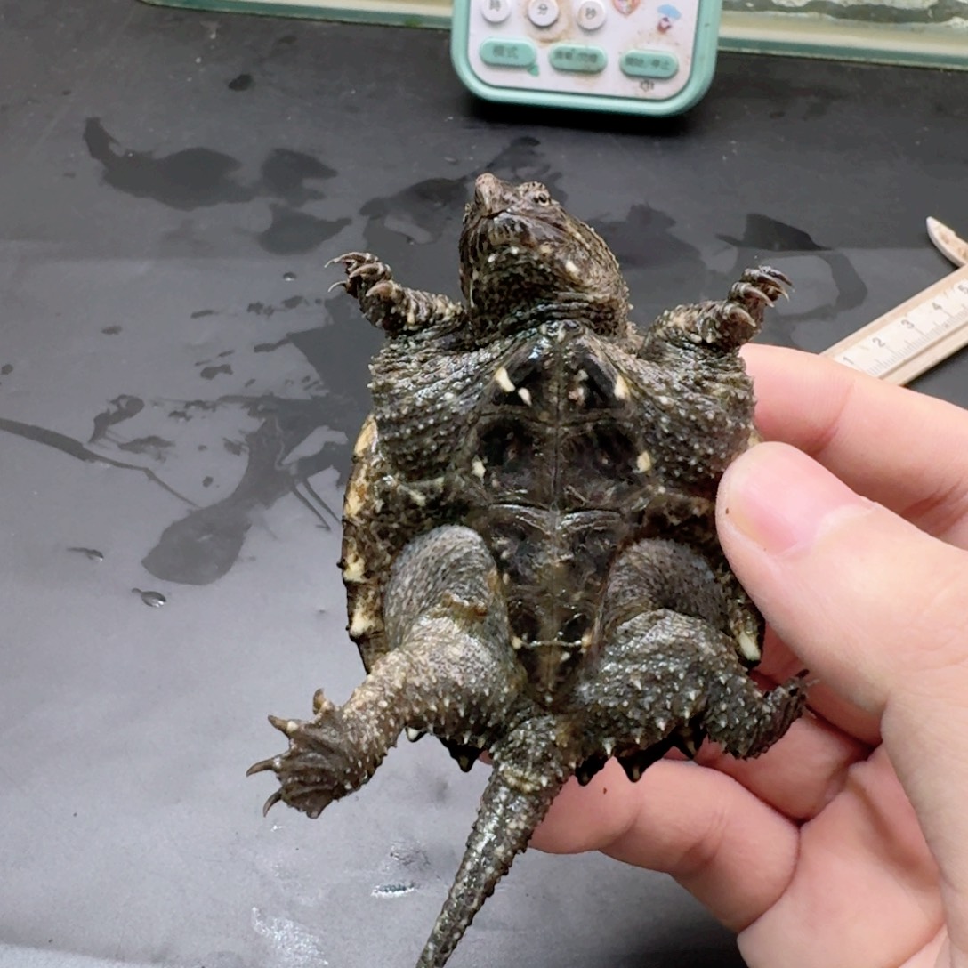 宠物龟不分公母11