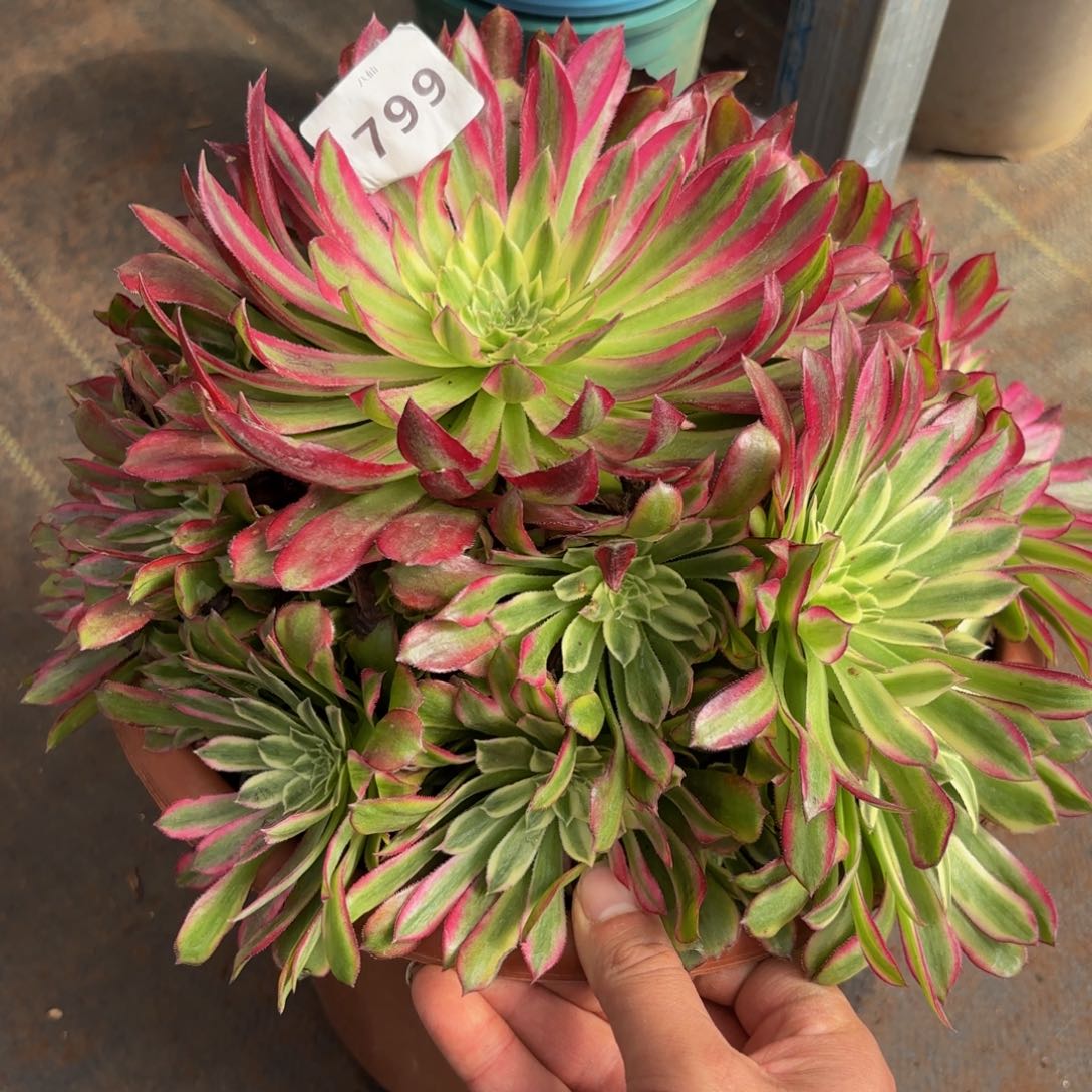 499多肉植物不知名