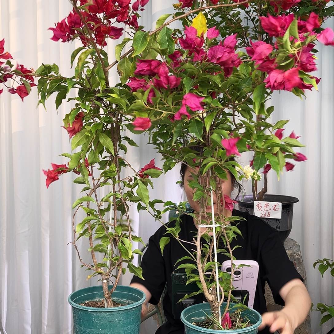 当前无花栽培后可以开花紫红桑巴带竹一颗，带花