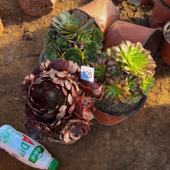 N***姐法师3棵2号棚126多肉植物