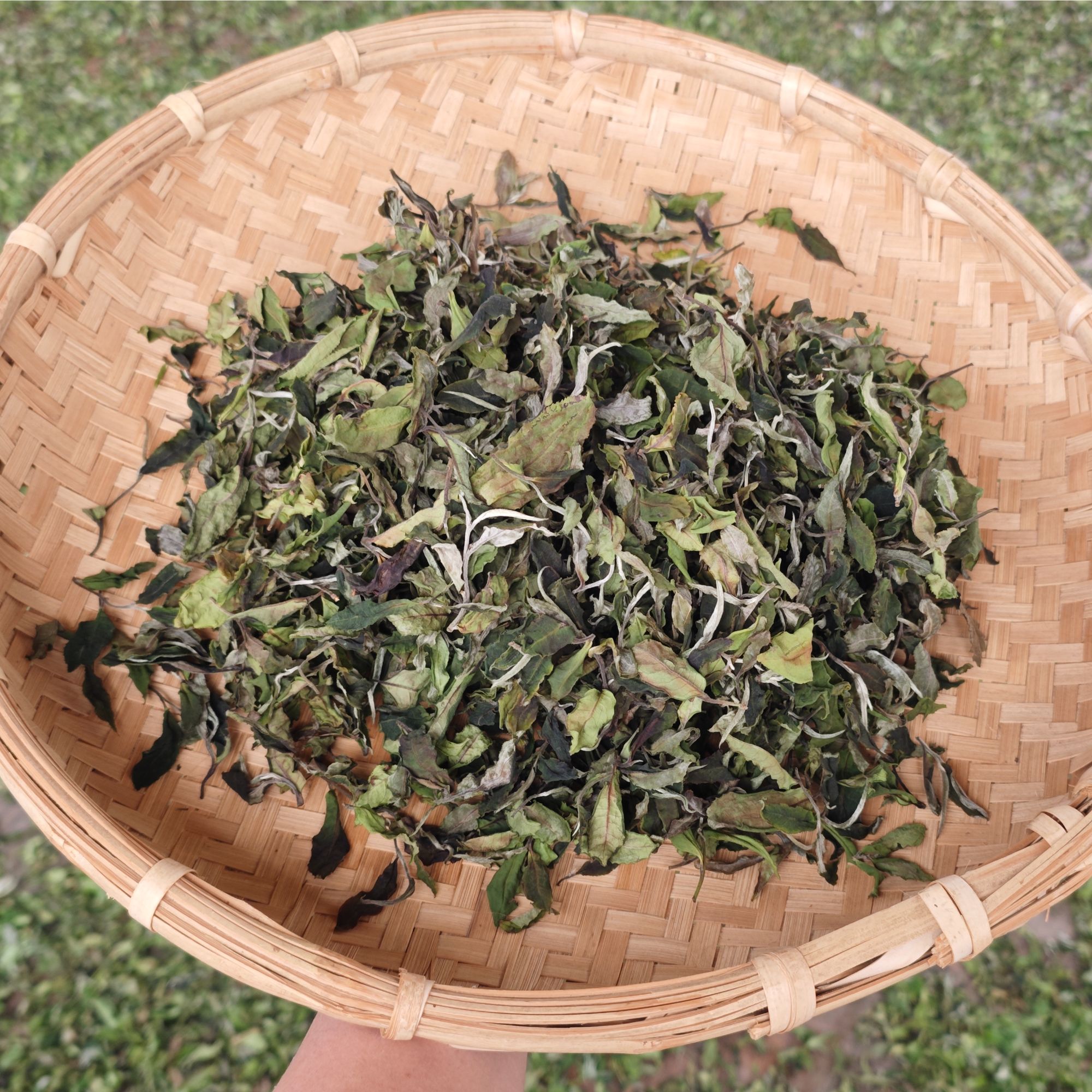 茶房明前白茶散茶100克