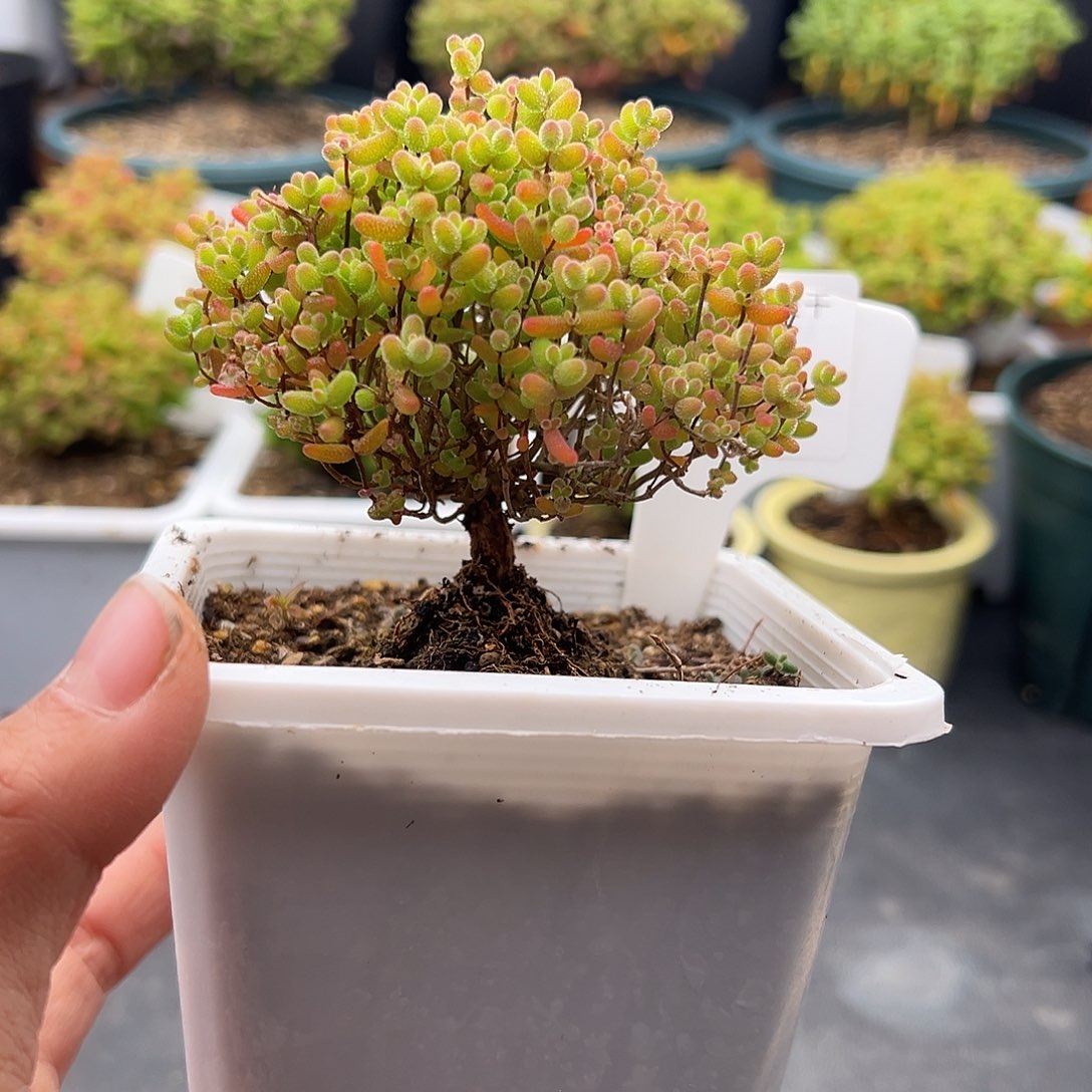 1号密橘糖球1.3多肉