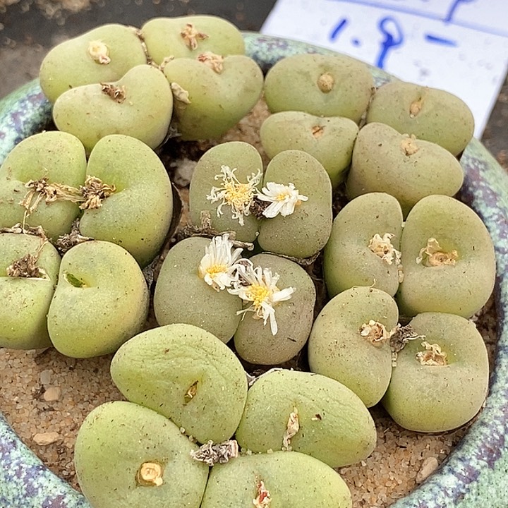 8553四头周正空卡佛母本一颗