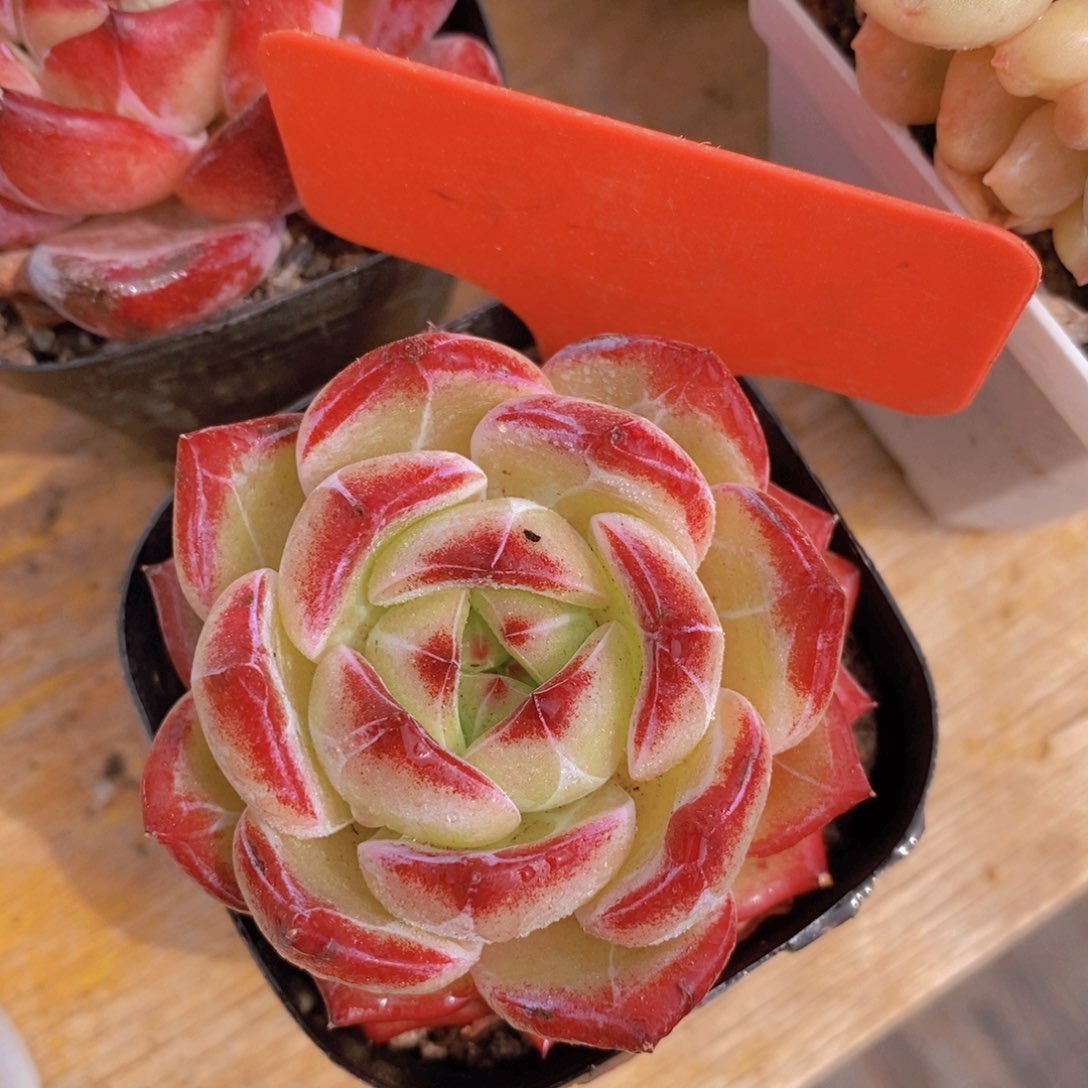 开心多肉，女神专场