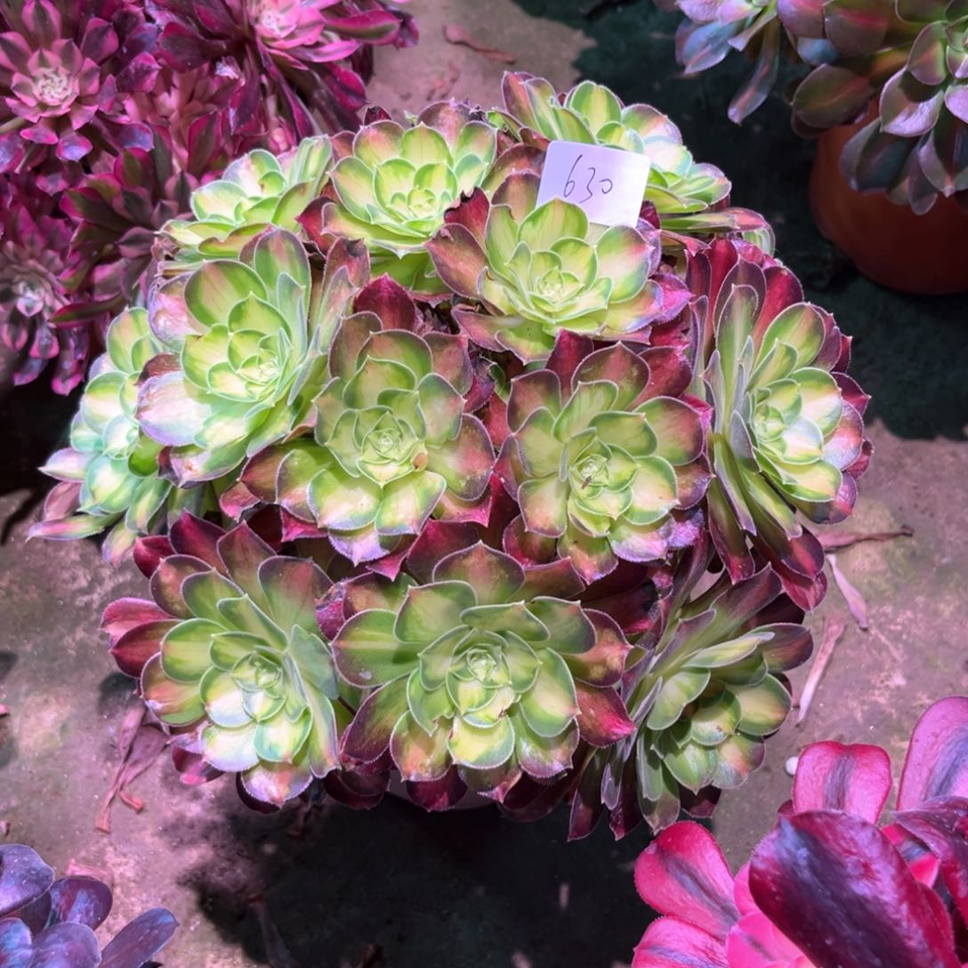 多肉植物韶华630