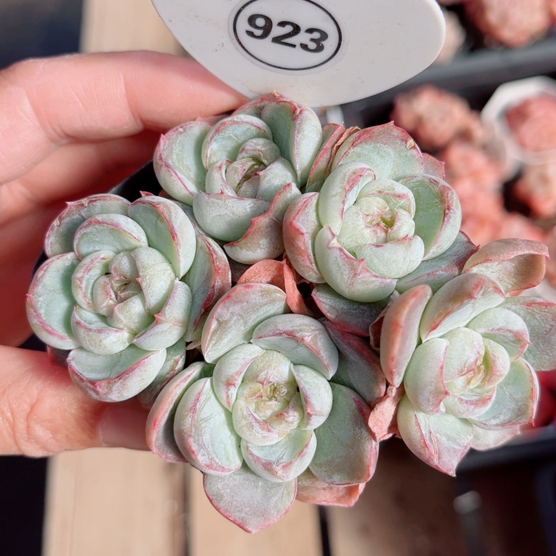 923号小老桩胖虎群