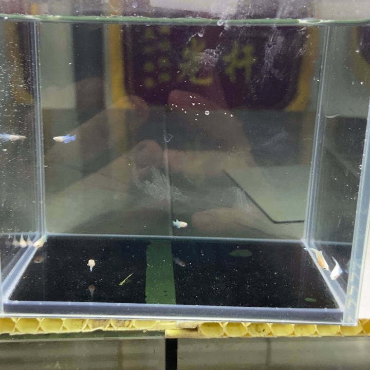 斗鱼包活不包损所见即所得019