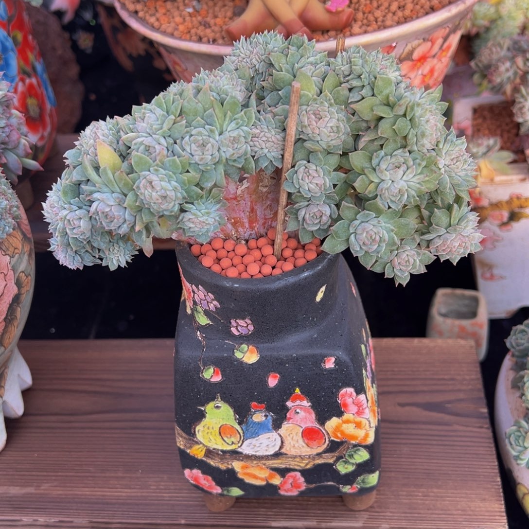 黄粉心冰魄缀微瑕