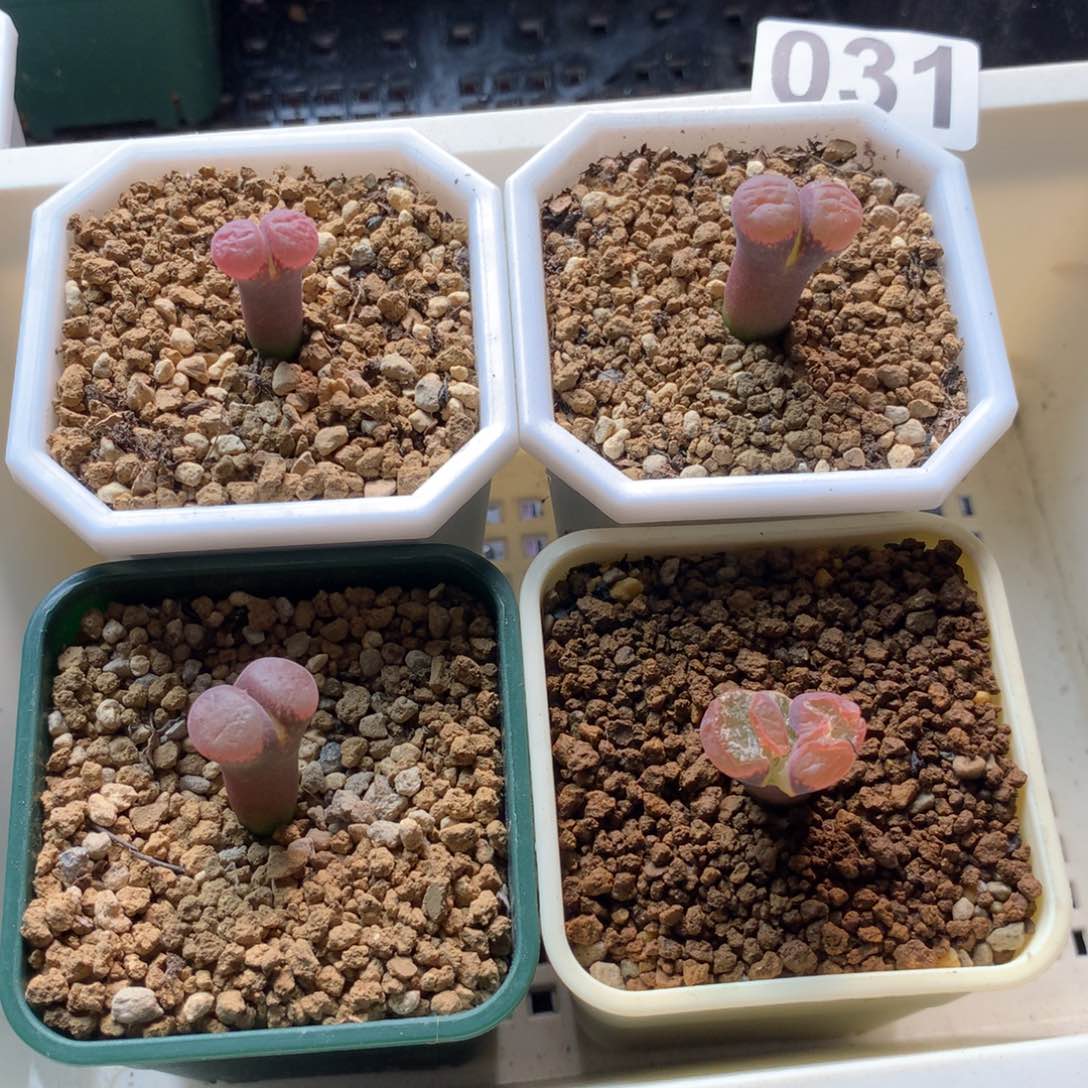是**唷031风铃c10四颗一组