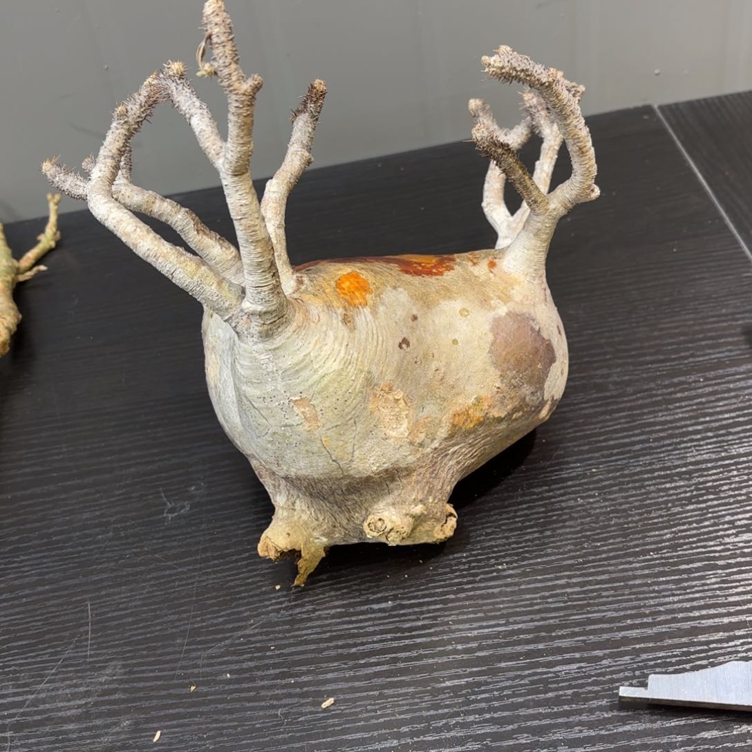 菠***猫生桩象牙宫不包售后