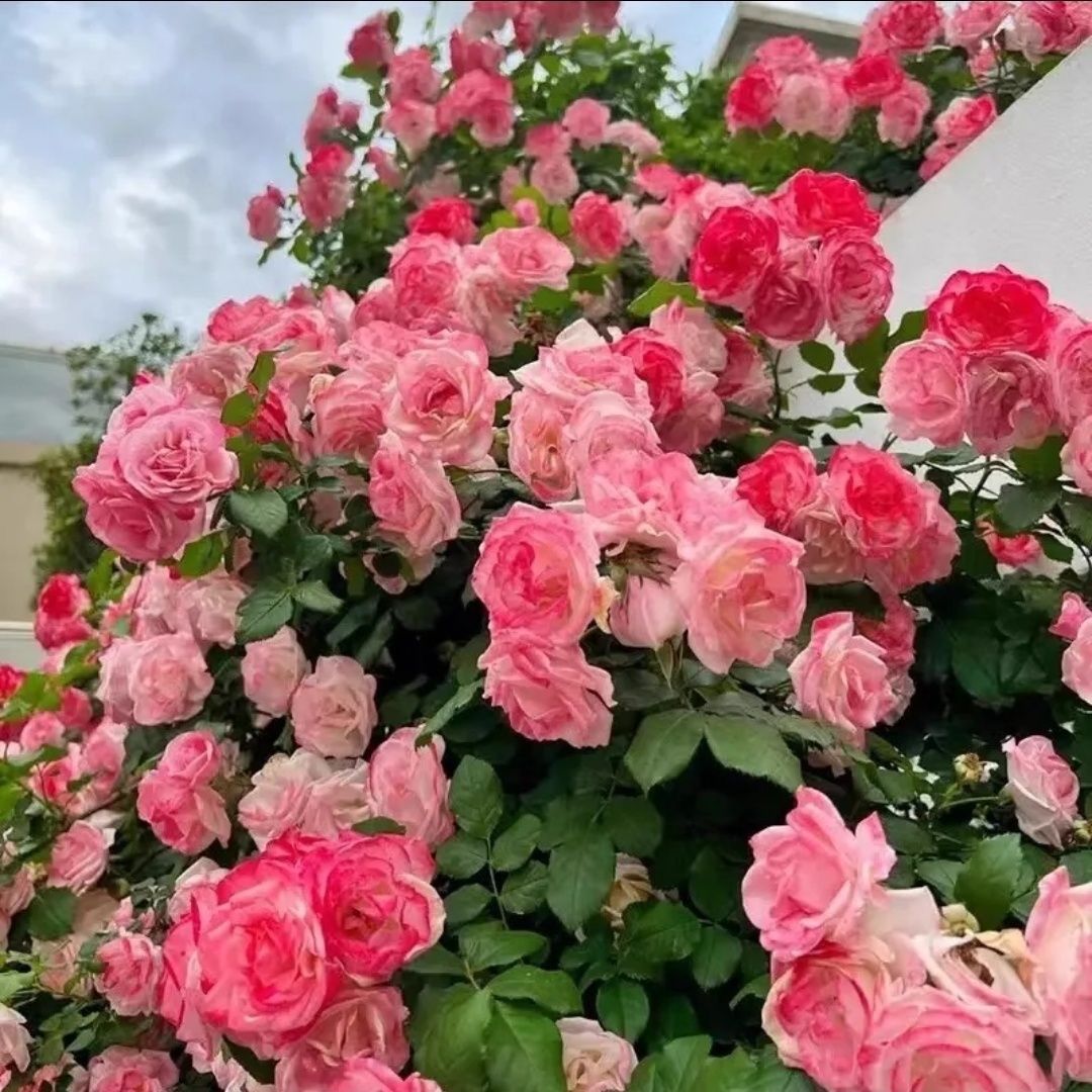 樱霞月季花苗藤本月季多季节开花多头爬藤丰花盆栽地栽蔷薇花苗
