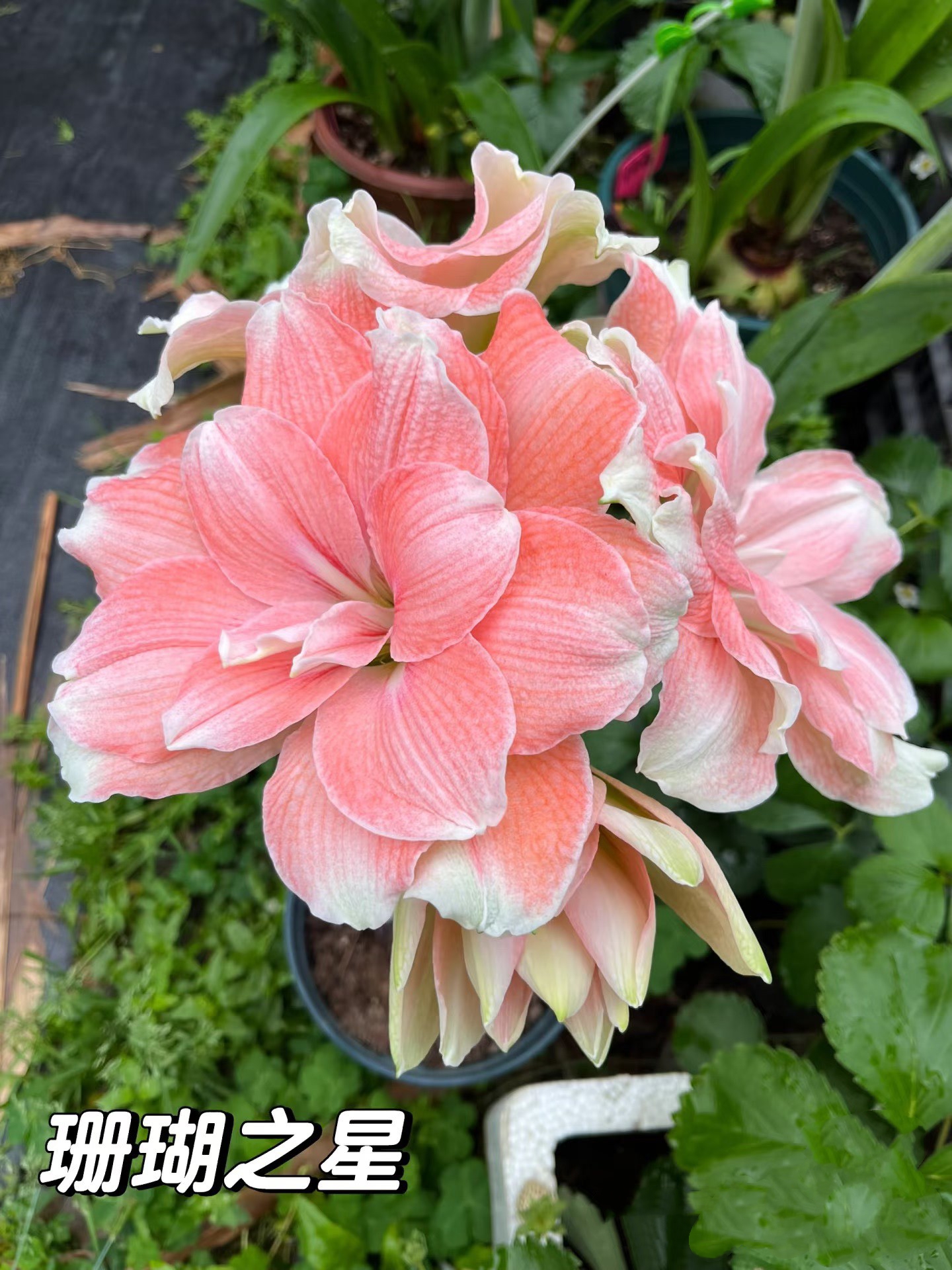 《蒂卡珊瑚/珊瑚之星》鲑鱼色花很大，非常爱生侧的品种，任意2颗包邮