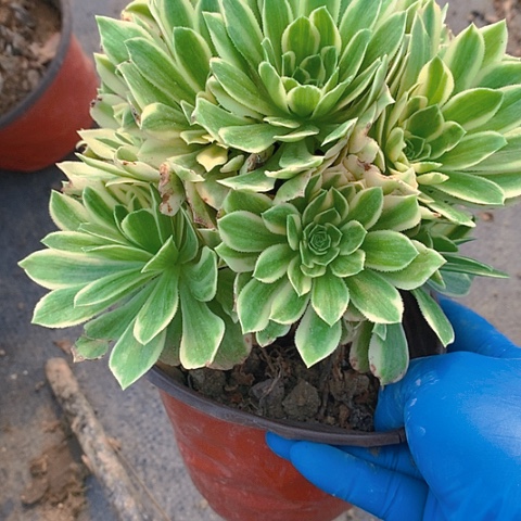 无*191艳凝多肉植物