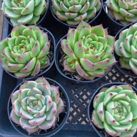 精品多肉超级蓝龙杂交三个