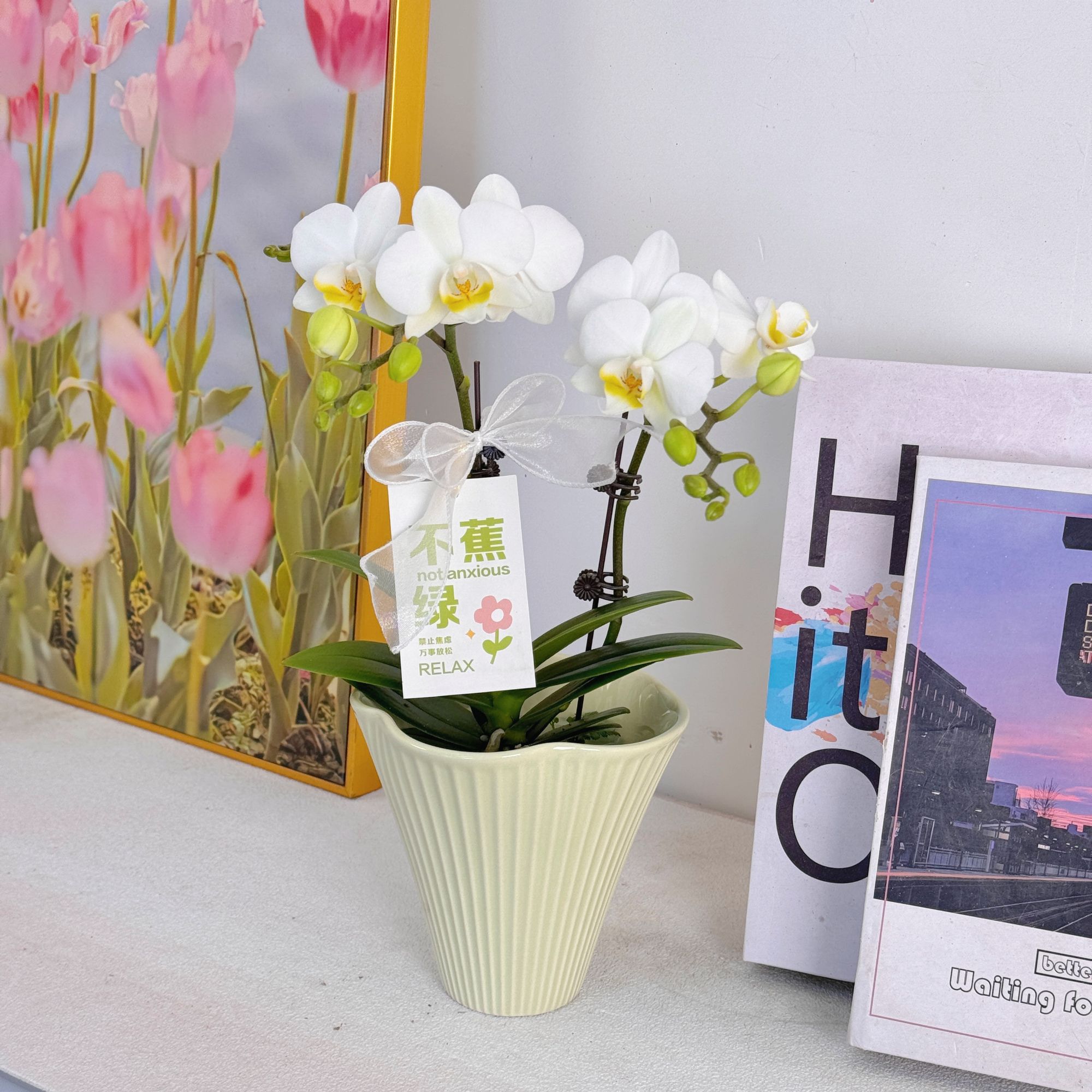 妗画【莱西】紫色优雅高贵花系列蝴蝶兰 好养带花带花苞