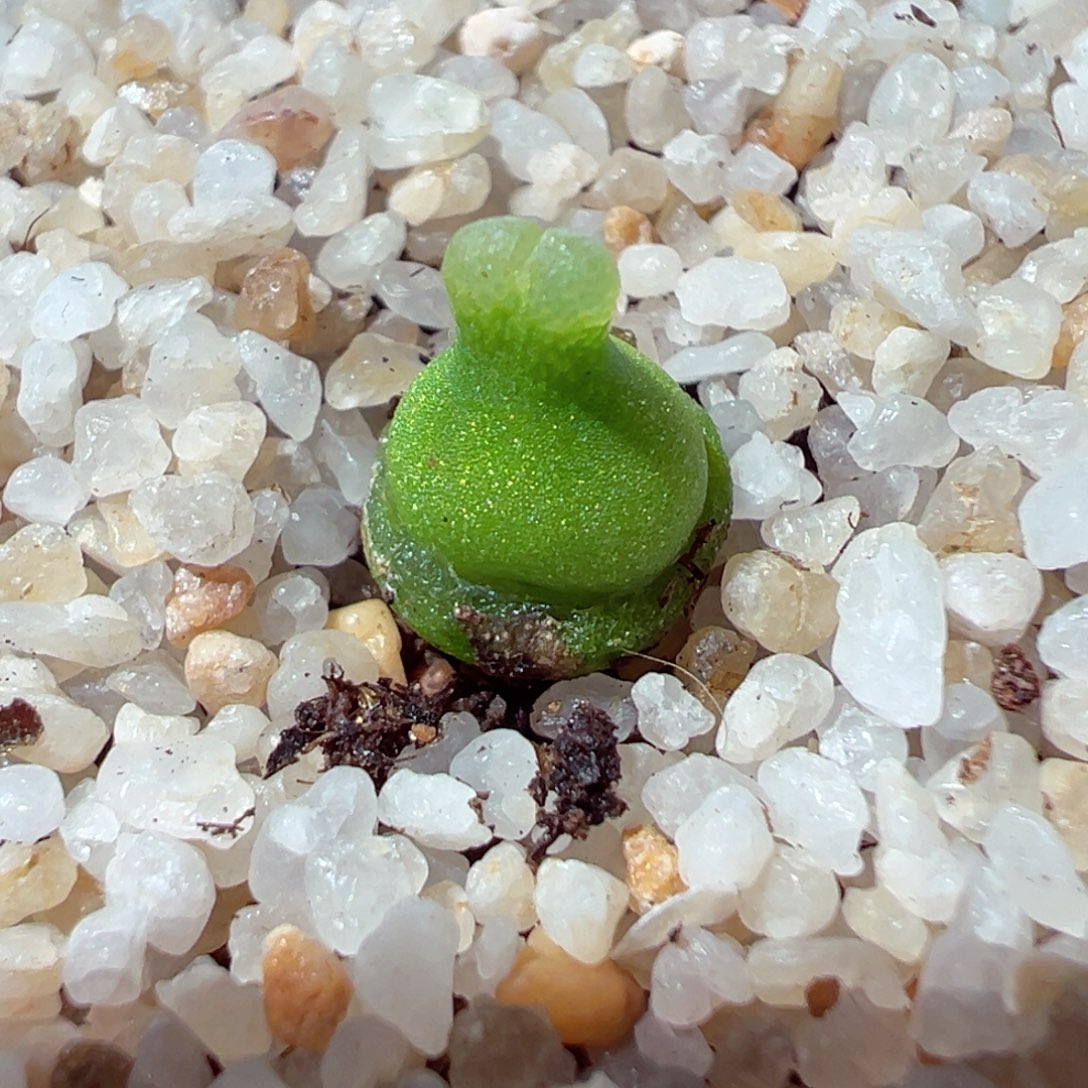 207-474.小葫芦多肉