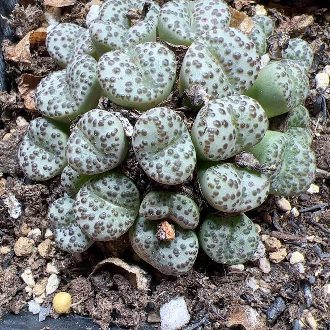 【闪购商品】295 安贞