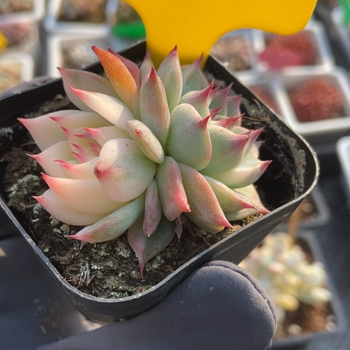 800吉娃娃锦多肉植物