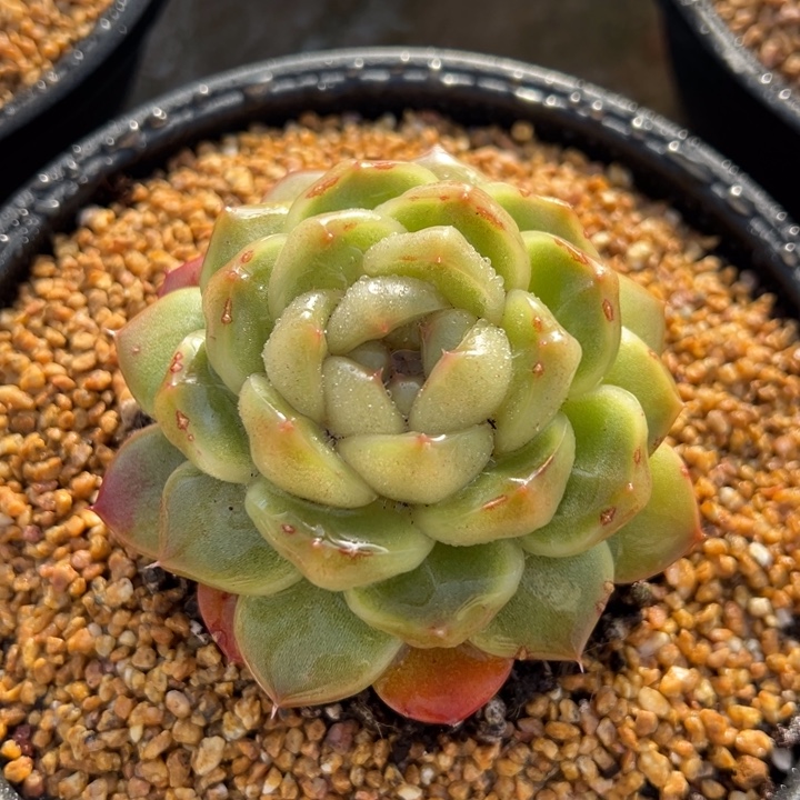 皮埃拉珍妮 夏鸣园艺