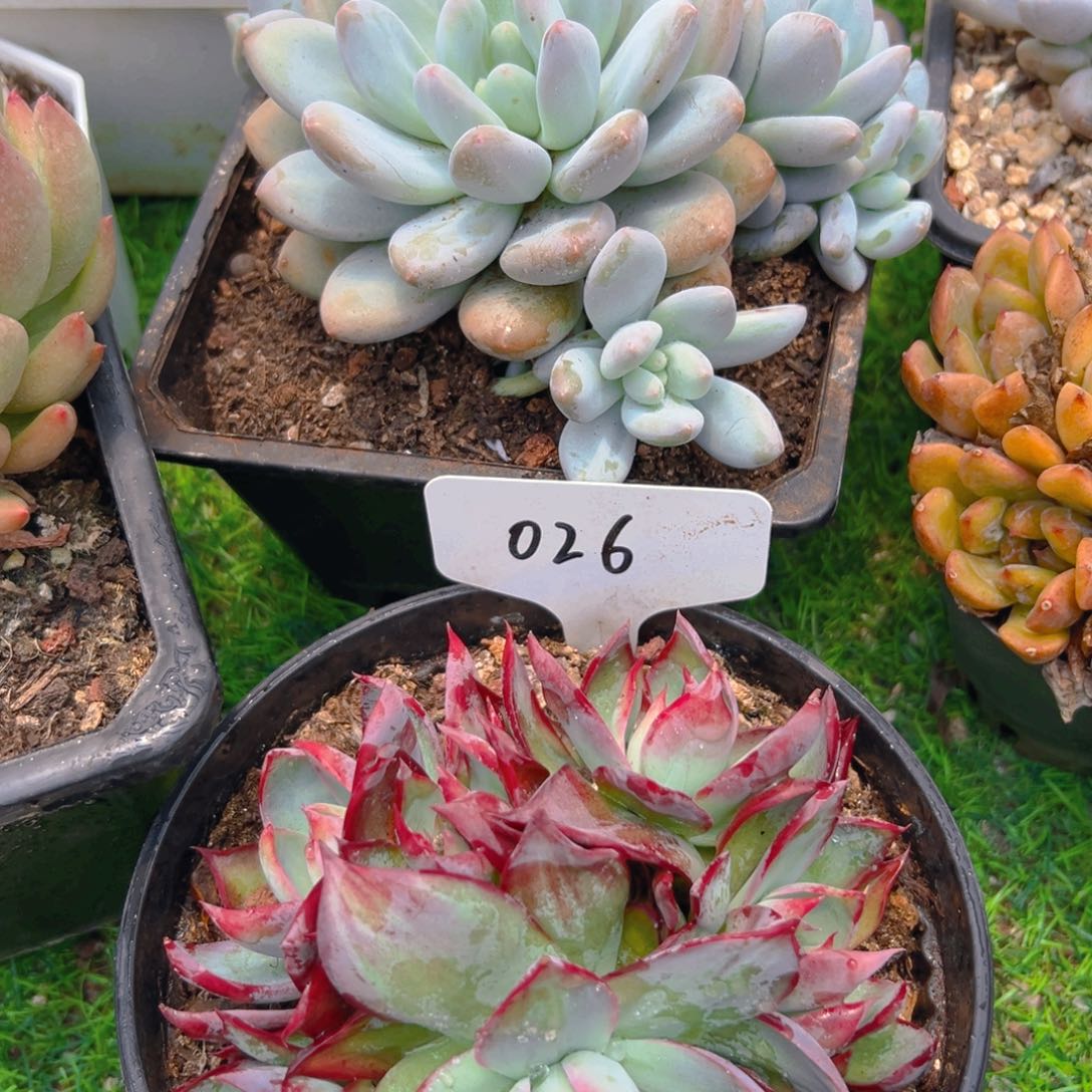 惊鸿仙子026号一物一拍