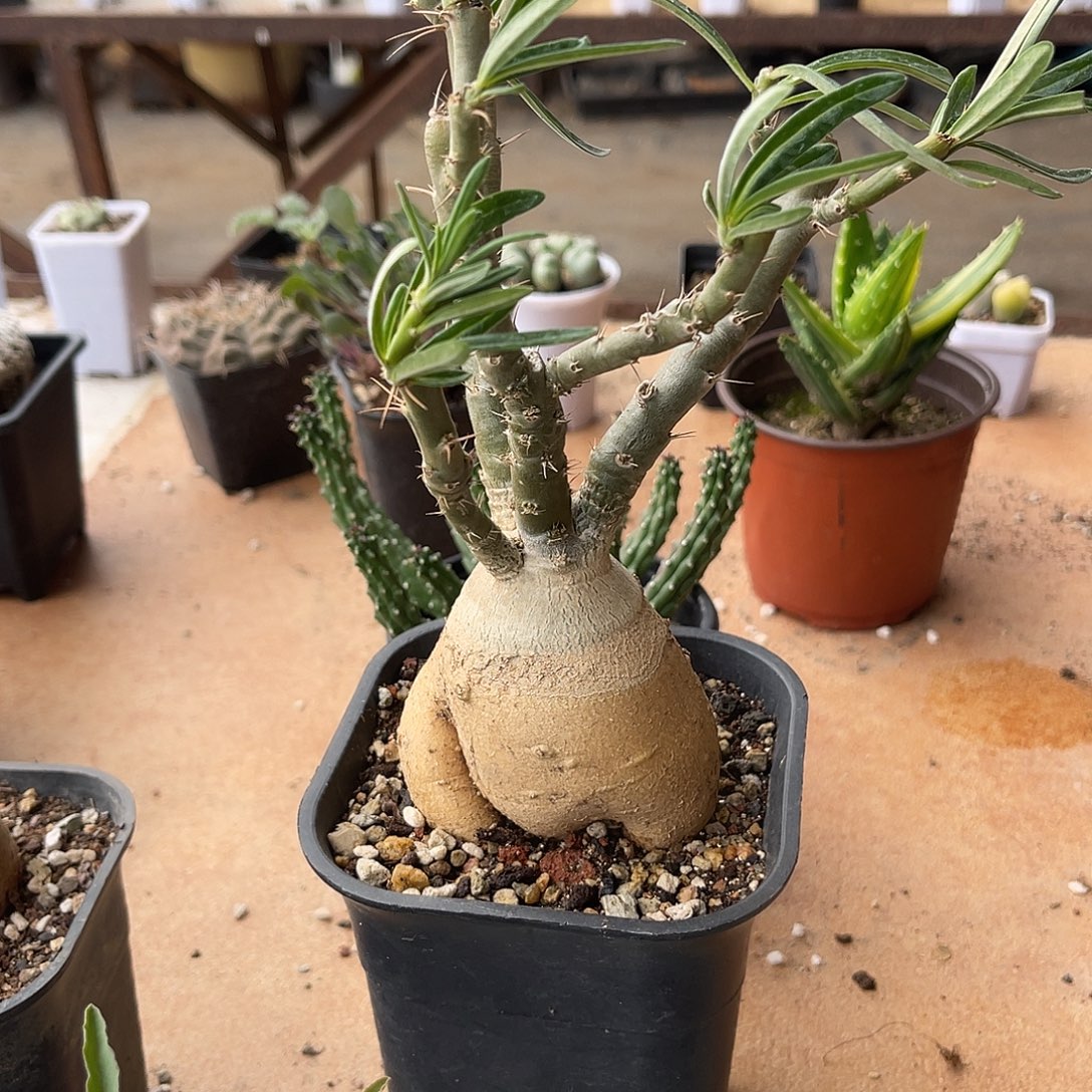 实生双刺瓶干块根一物一拍