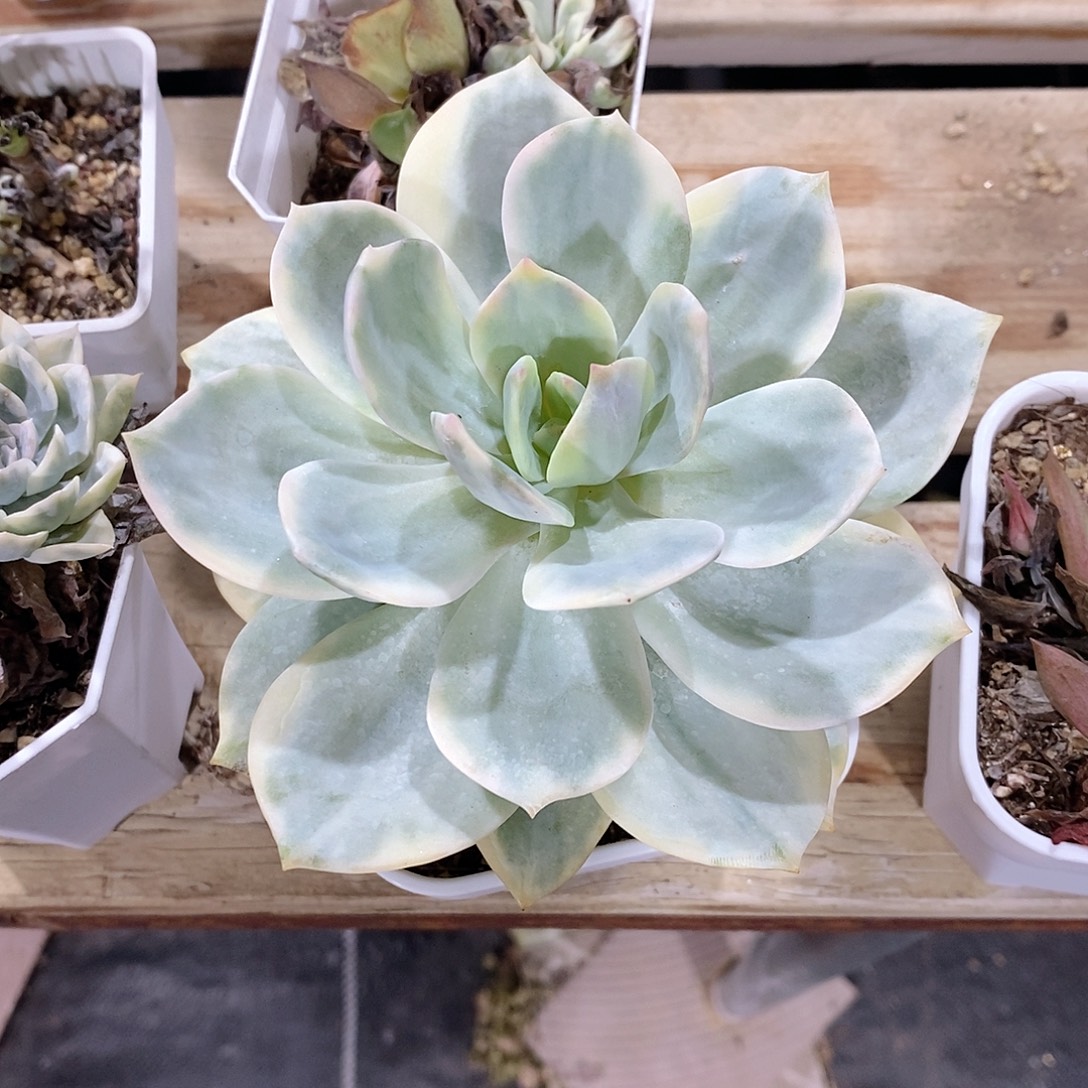 白风锦多肉植物多肉植物