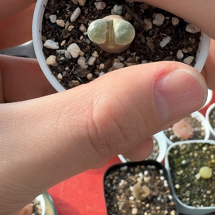 老马生石花磁铁29