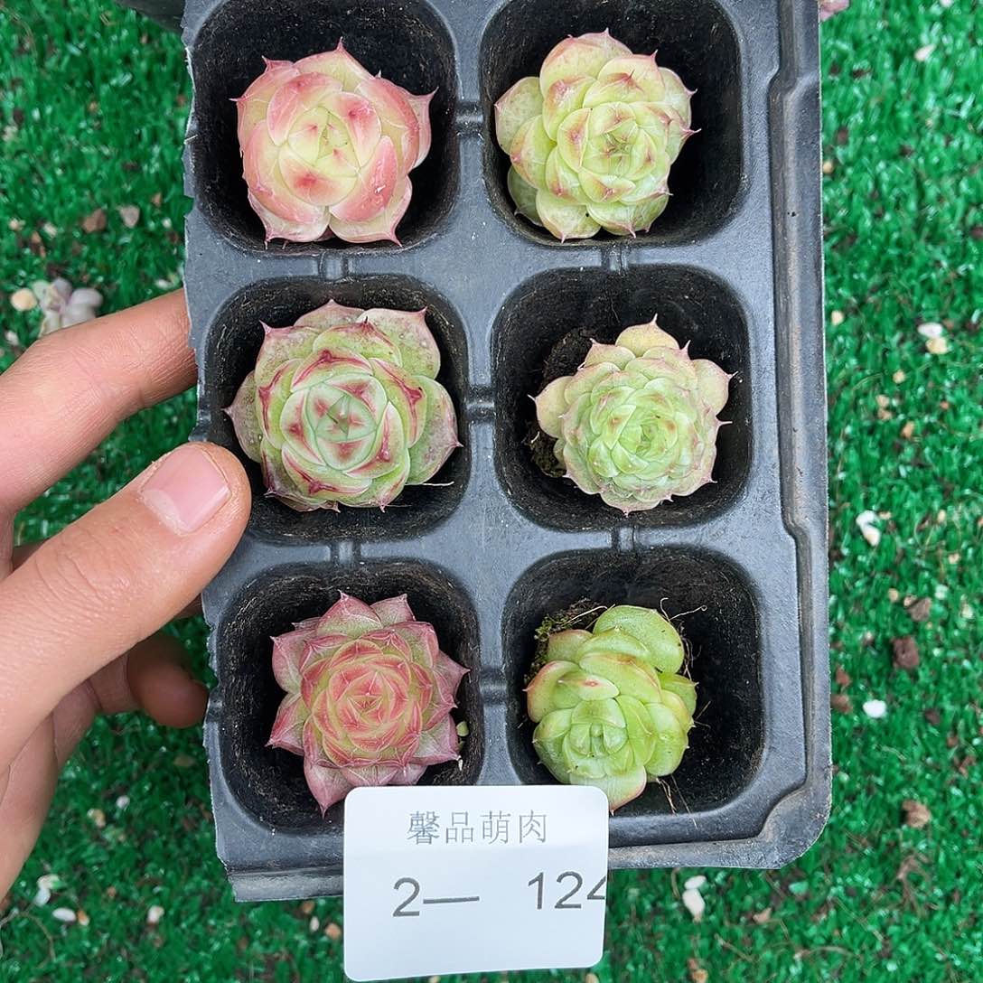 多肉植物一物一拍2-124