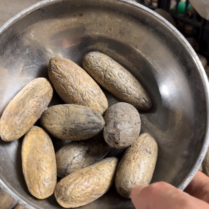 吊坠千眼菩提千眼菩提 10 个。