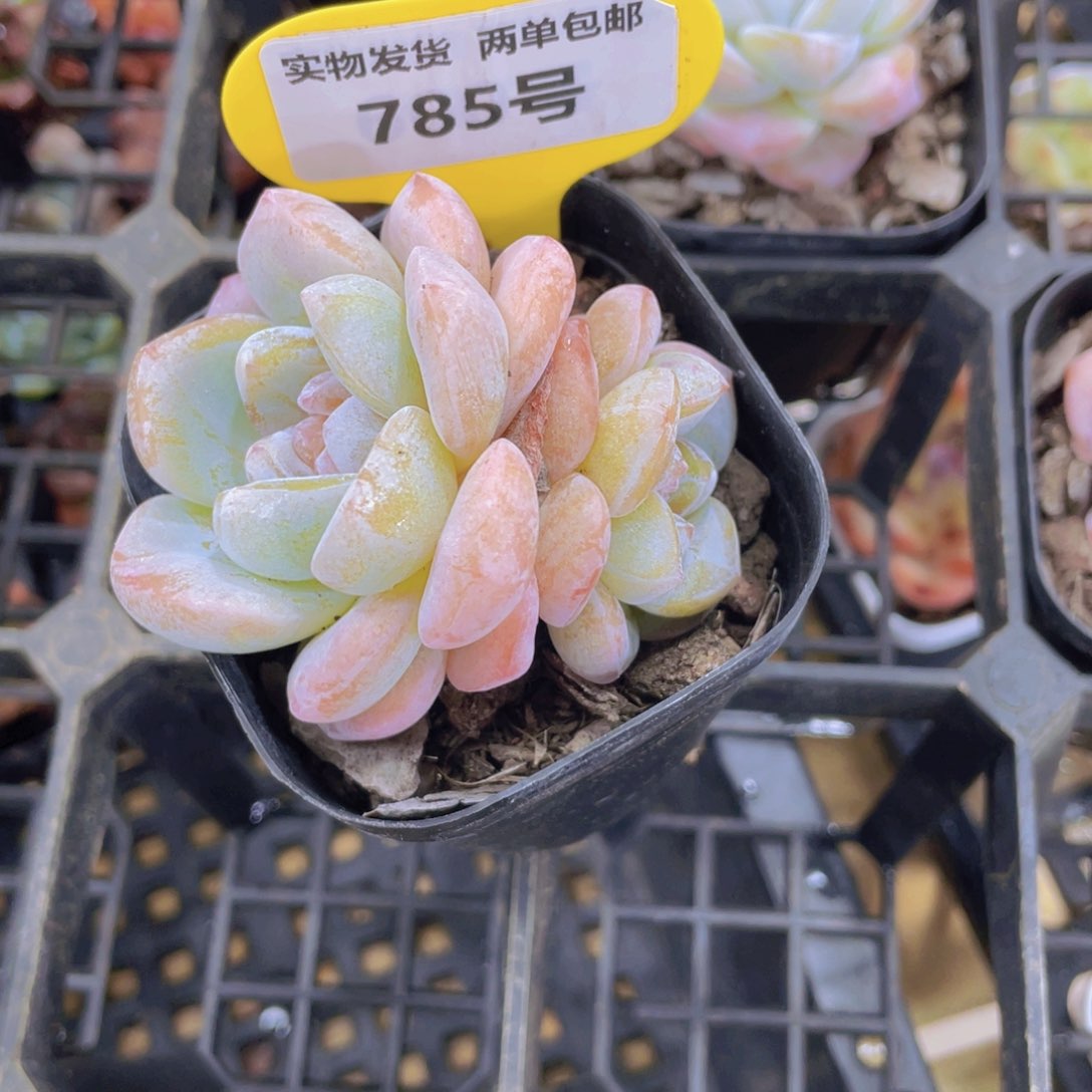 785号 糖心大白兔双头