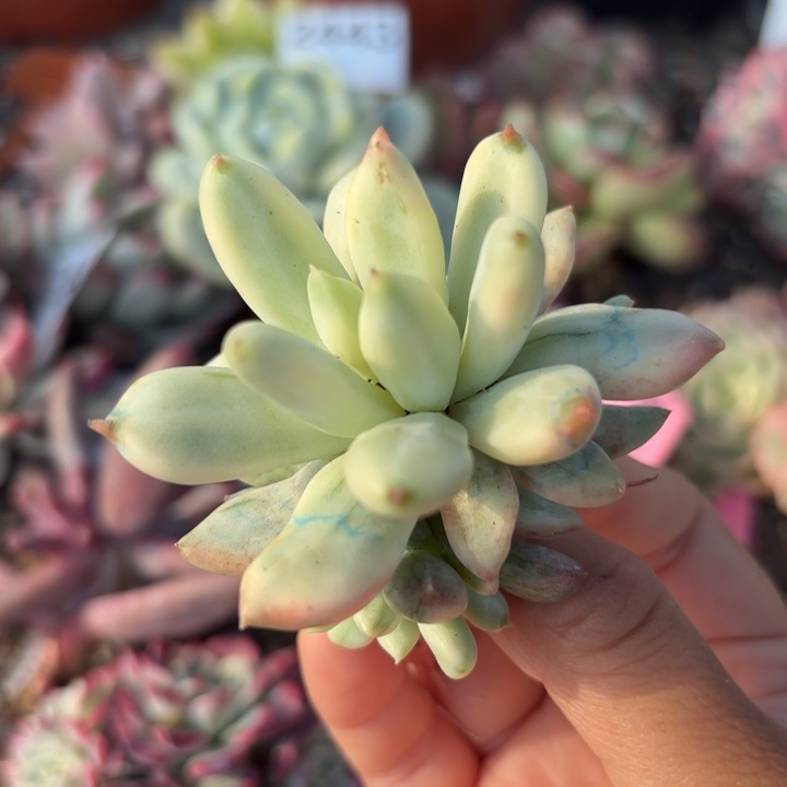 多肉植物满18包邮
