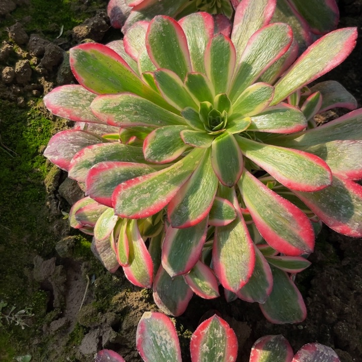 多肉植物捧花的爱神多肉