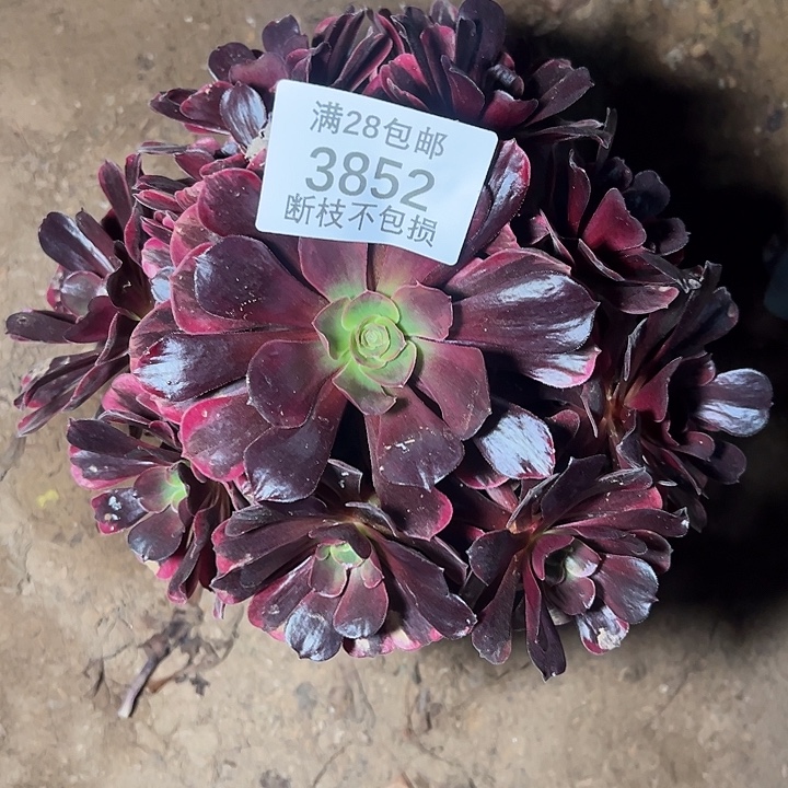 3852爱神多肉植物