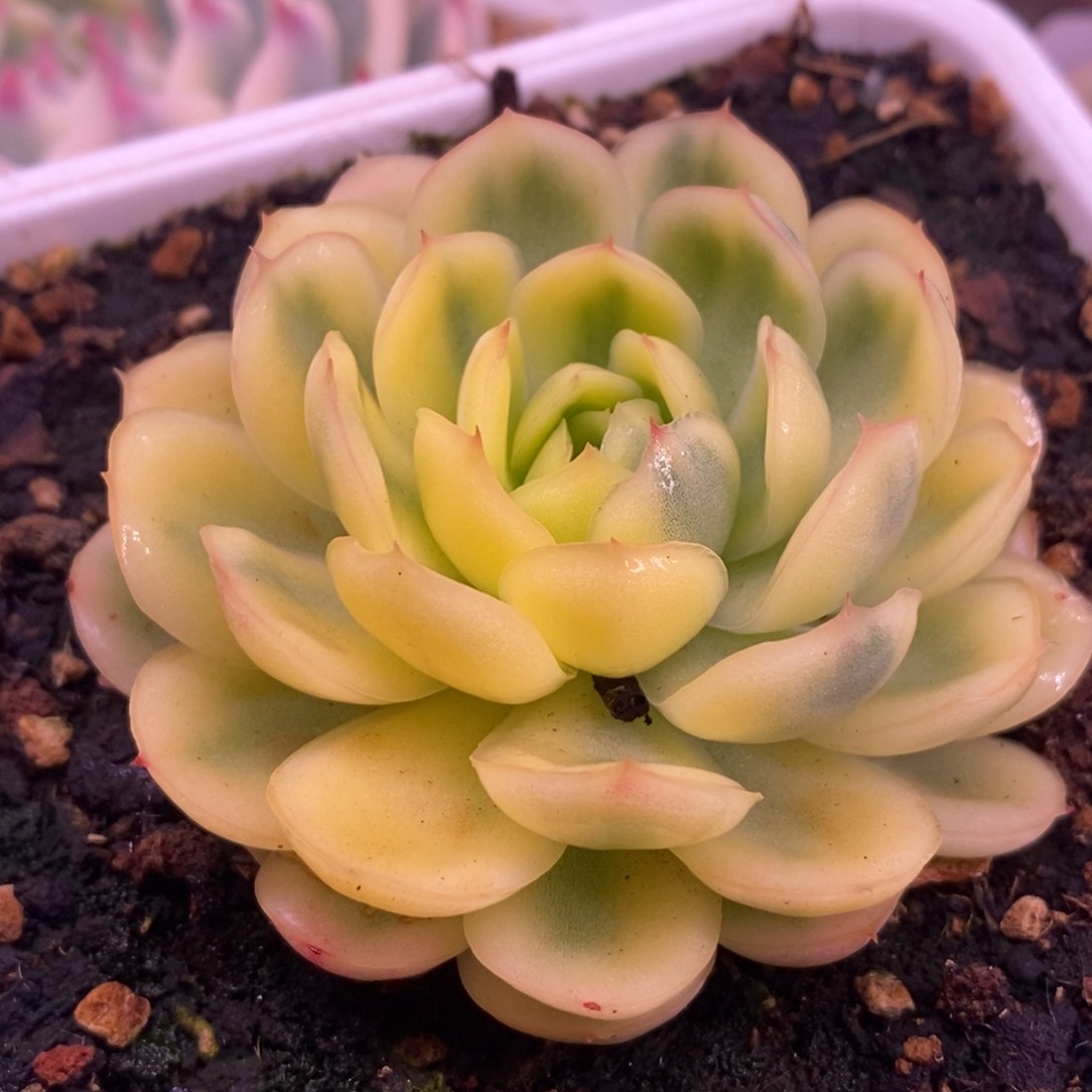 1054草莓冰锦 多肉植物