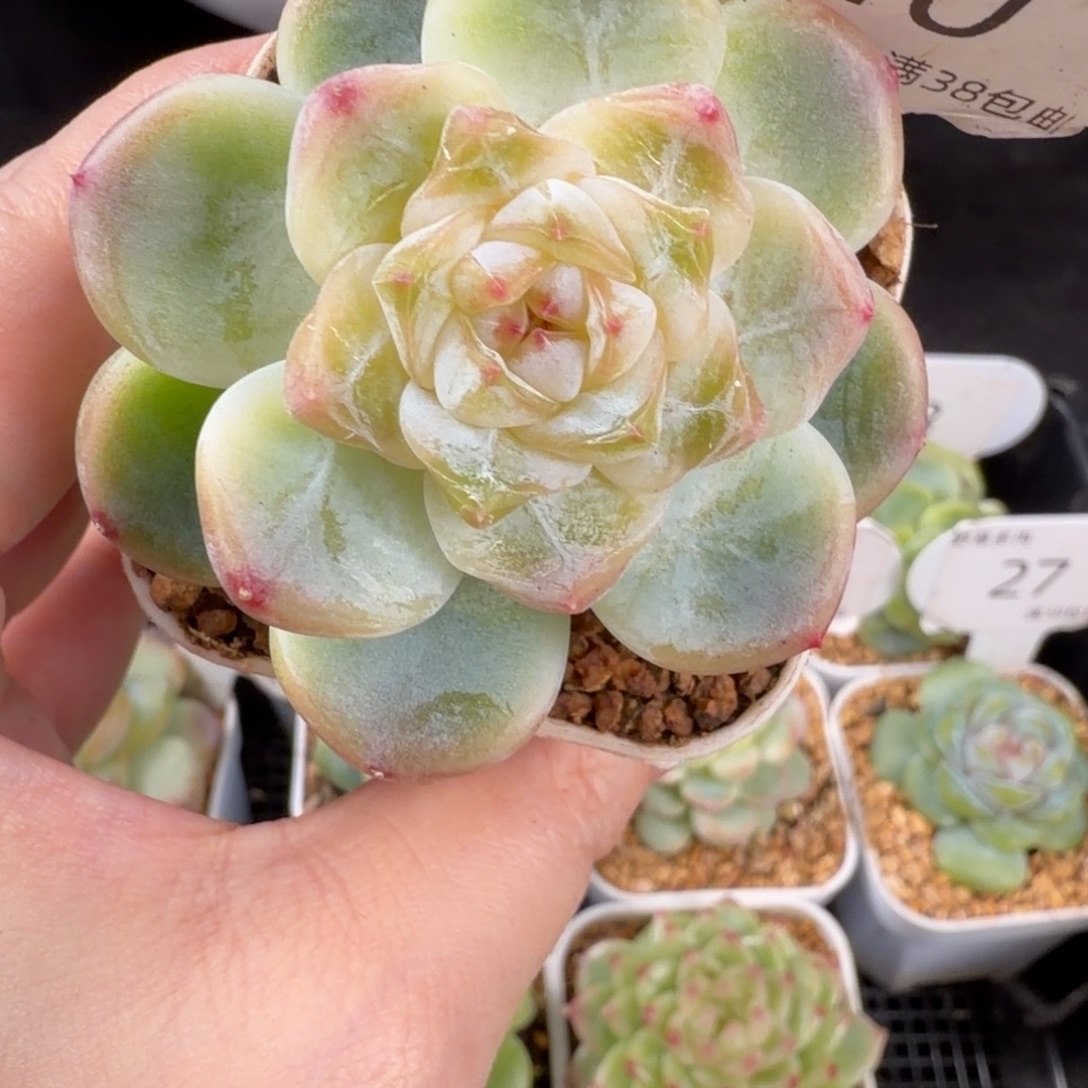 新月单头福利40号