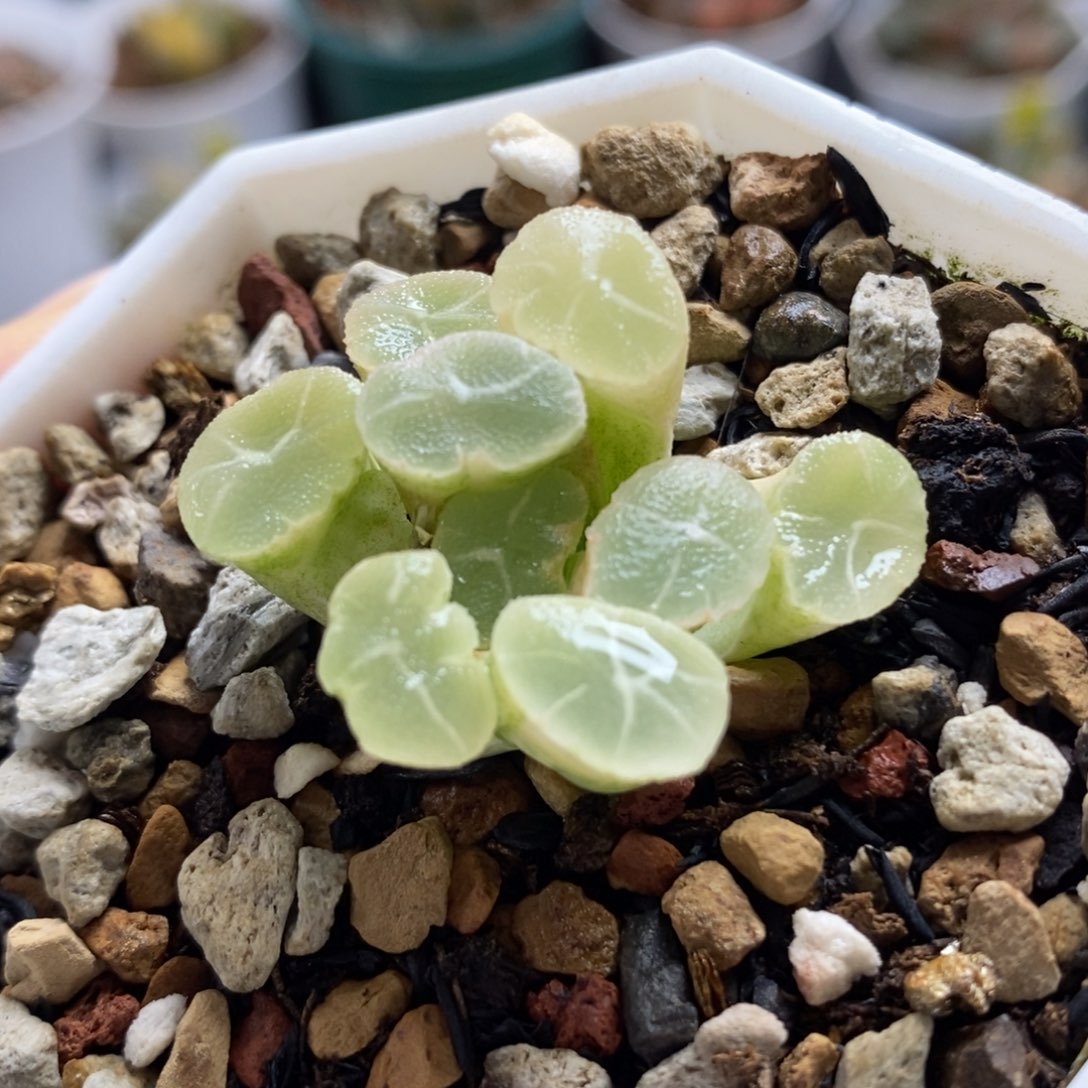 386万象锦一物一拍