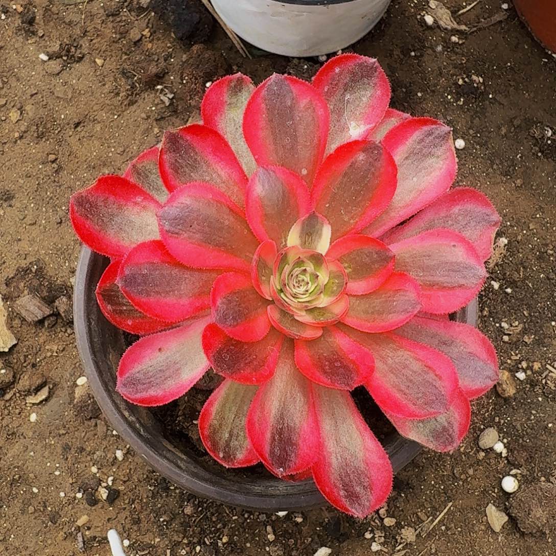 m****一倾城倾城倾城倾城倾城倾城