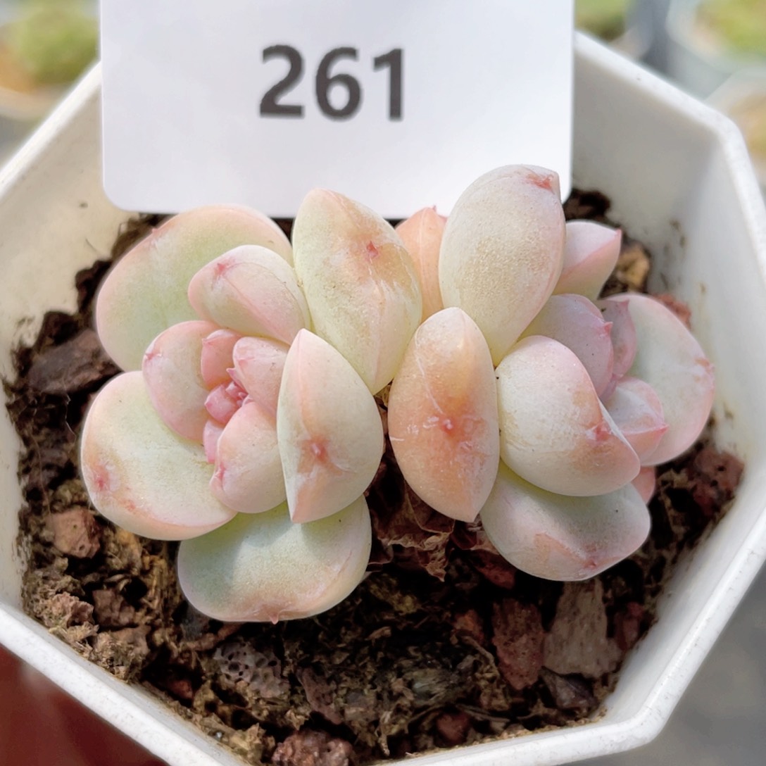 261号糖心冰心珍妮