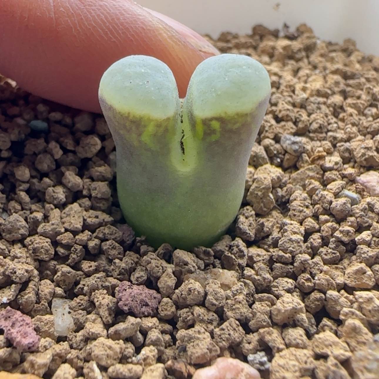 【闪购商品】22007