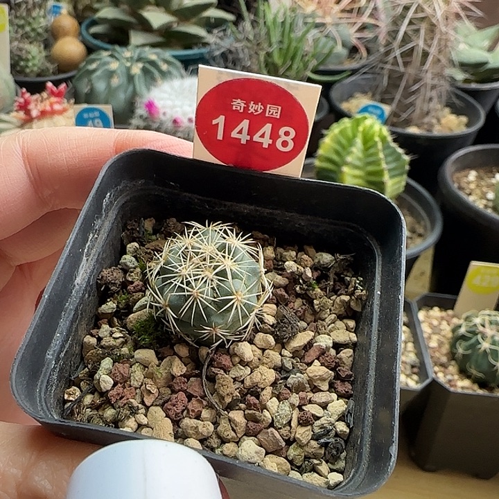 实生顶花凤舞2cm一棵