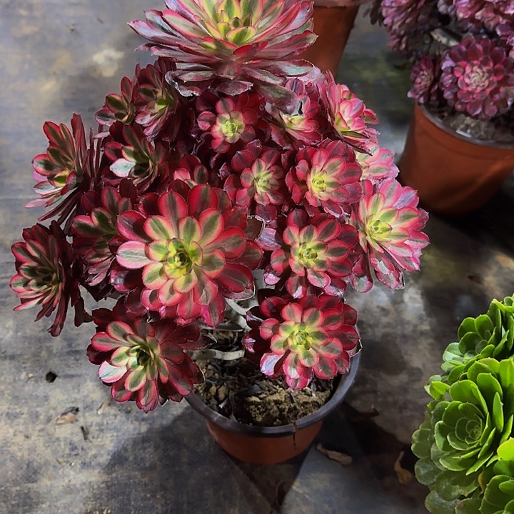 00000000000000000529丽娜