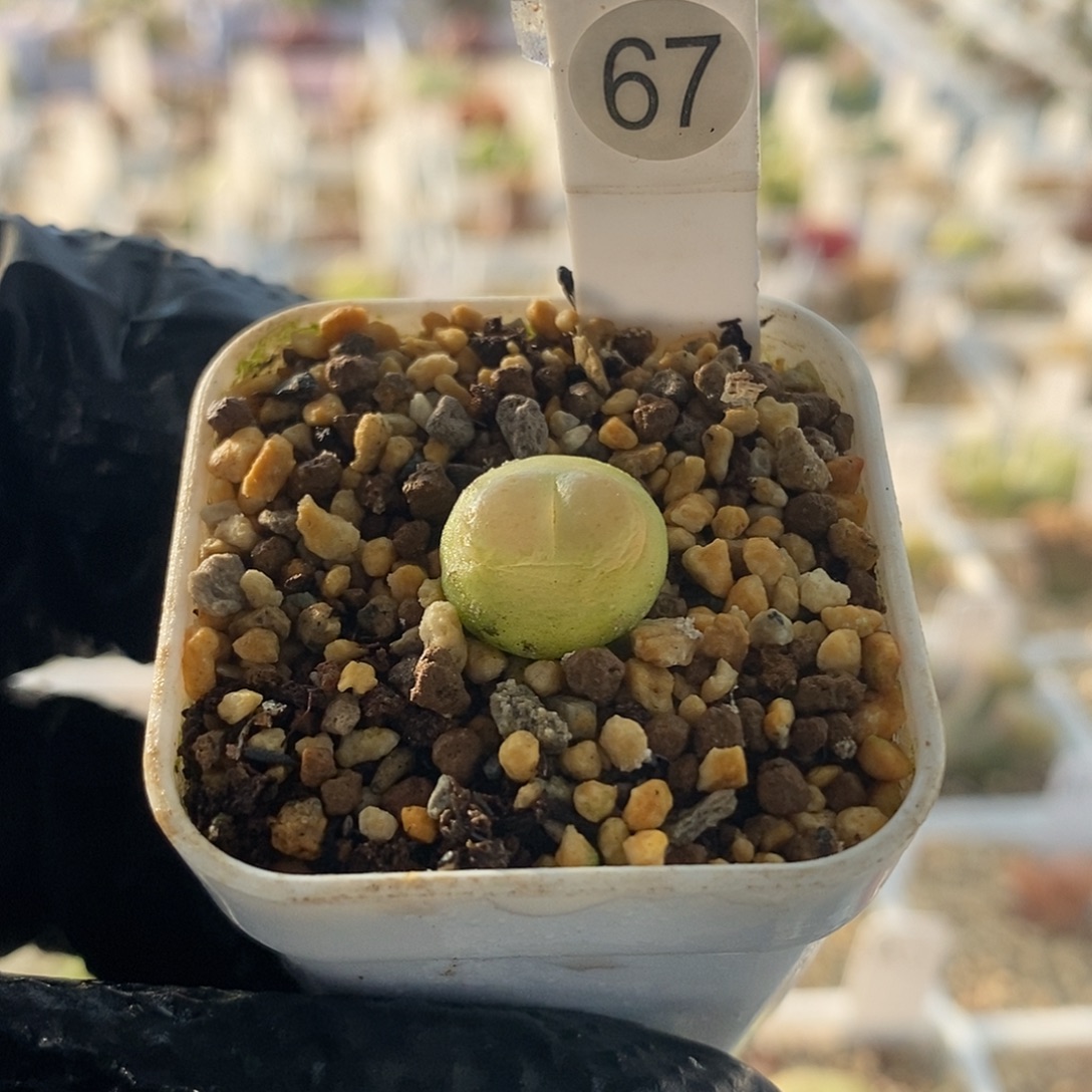 三年拉登会红尺寸1.3➕满49包邮